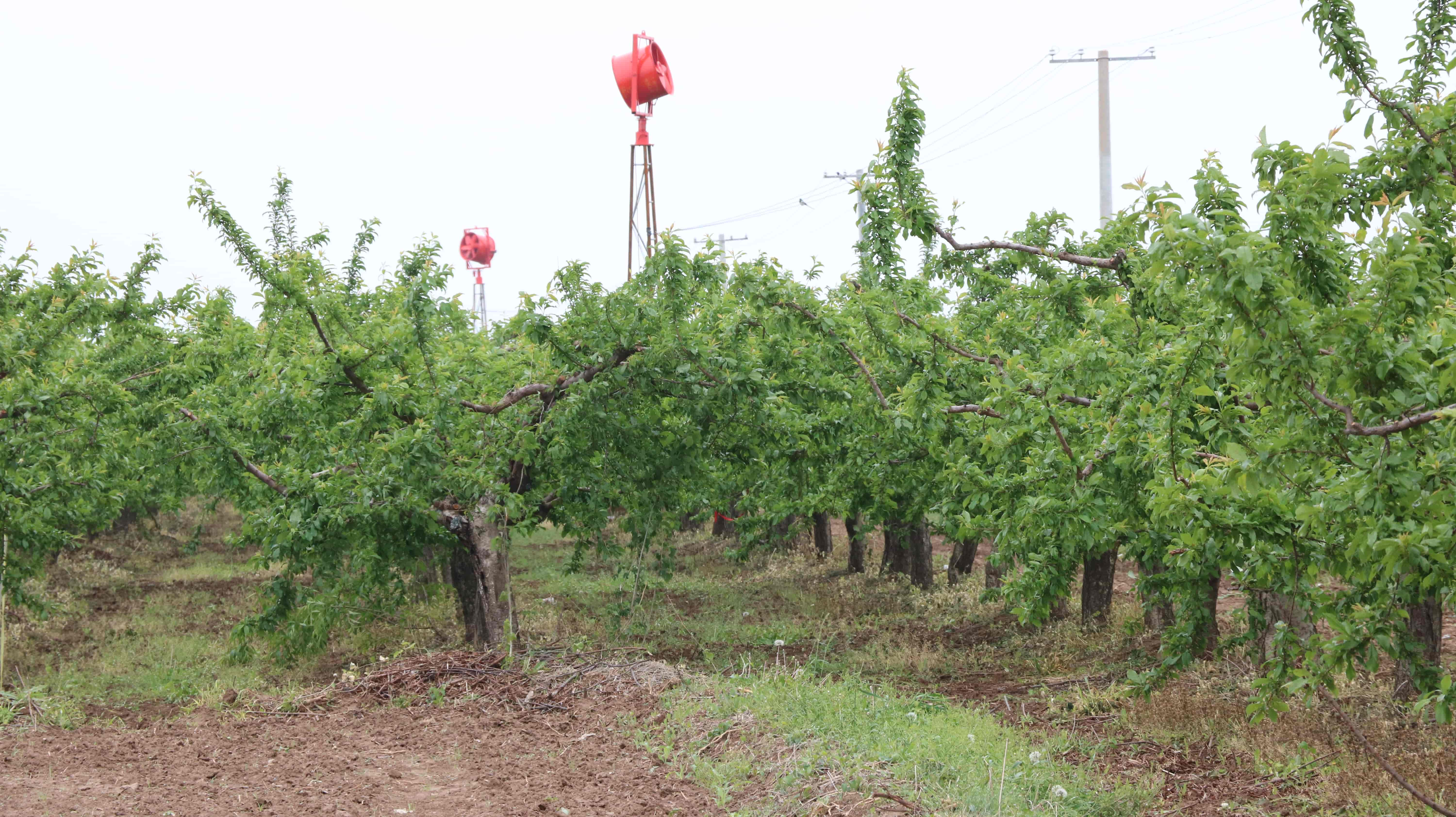 果樹(shù)防霜機(jī)